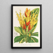 Sanchezia nobilis - Charles Antoine Lemaire — framed artwork on a wall