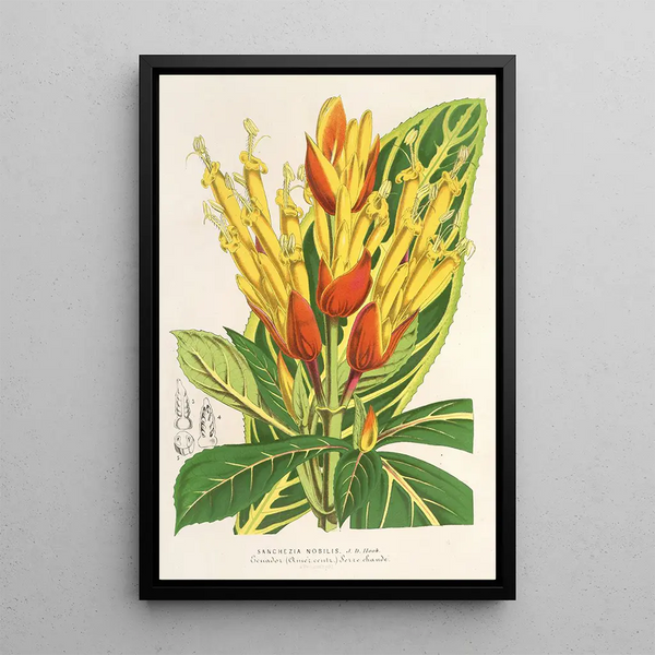 Sanchezia nobilis - Charles Antoine Lemaire — framed artwork on a wall
