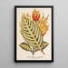 Reproduction of the painting Sanchezia nobilis var. glaucophylla painting - Charles Antoine Lemaire