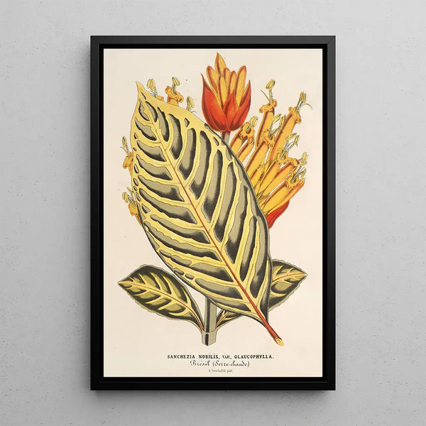 Reproduction of the painting Sanchezia nobilis var. glaucophylla painting - Charles Antoine Lemaire