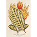 Reproduction of the painting Sanchezia nobilis var. glaucophylla painting - Charles Antoine Lemaire