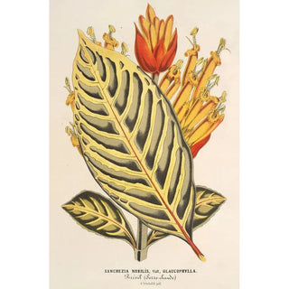 Reproduction of the painting Sanchezia nobilis var. glaucophylla painting - Charles Antoine Lemaire