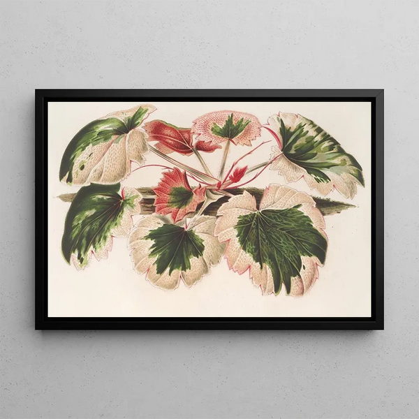 Saxifraga fortunei Hort. angl. var. tricolor - Charles Antoine Lemaire — framed artwork on a wall
