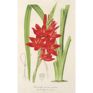 Schizostylis coccinea W. H. Harvey - Charles Antoine Lemaire — artwork view