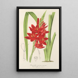 Schizostylis coccinea W. H. Harvey - Charles Antoine Lemaire — framed artwork on a wall