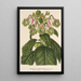 Reproduction of the painting Sciadocalyx digitaliflora painting - Charles Antoine Lemaire