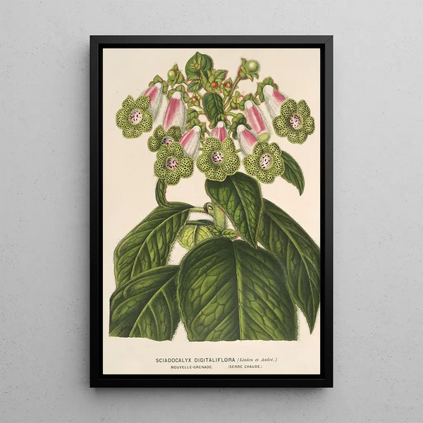 Reproduction of the painting Sciadocalyx digitaliflora painting - Charles Antoine Lemaire