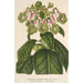 Reproduction of the painting Sciadocalyx digitaliflora painting - Charles Antoine Lemaire