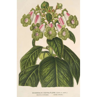 Reproduction of the painting Sciadocalyx digitaliflora painting - Charles Antoine Lemaire