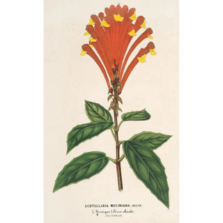 Scutellaria Mociniana - Charles Antoine Lemaire — artwork view