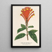 Scutellaria Mociniana - Charles Antoine Lemaire — framed artwork on a wall
