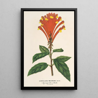 Scutellaria Mociniana - Charles Antoine Lemaire — framed artwork on a wall