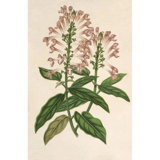 Scutellaria alborosea - Charles Antoine Lemaire — artwork view
