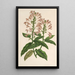 Scutellaria alborosea - Charles Antoine Lemaire — framed artwork on a wall