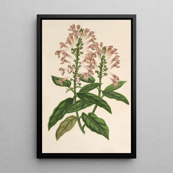 Scutellaria alborosea - Charles Antoine Lemaire — framed artwork on a wall
