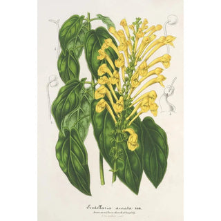 Scutellaria aurata - Charles Antoine Lemaire — artwork view