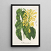 Scutellaria aurata - Charles Antoine Lemaire — framed artwork on a wall