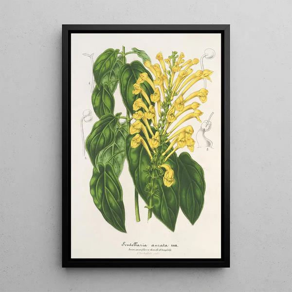 Scutellaria aurata - Charles Antoine Lemaire — framed artwork on a wall