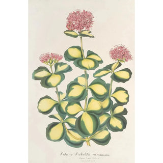 Sedum Sieboldii - Charles Antoine Lemaire — artwork view