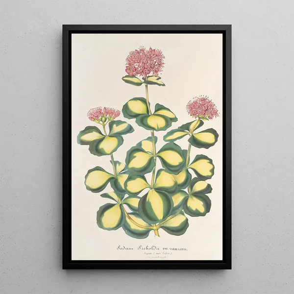 Sedum Sieboldii - Charles Antoine Lemaire — framed artwork on a wall
