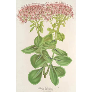 Sedum fabarium - Charles Antoine Lemaire — artwork view
