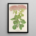 Sedum fabarium - Charles Antoine Lemaire — framed artwork on a wall