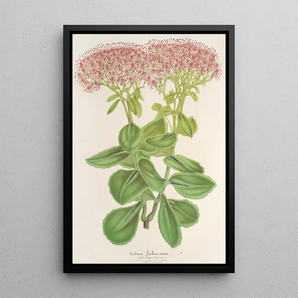 Sedum fabarium - Charles Antoine Lemaire — framed artwork on a wall