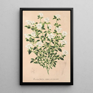 Reproduction of the painting Serissa foetida - Charles Antoine Lemaire