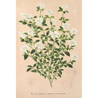 Reproduction of the painting Serissa foetida - Charles Antoine Lemaire