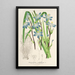 Reproduction of the painting Sisyrinchium multiflorum - Charles Antoine Lemaire