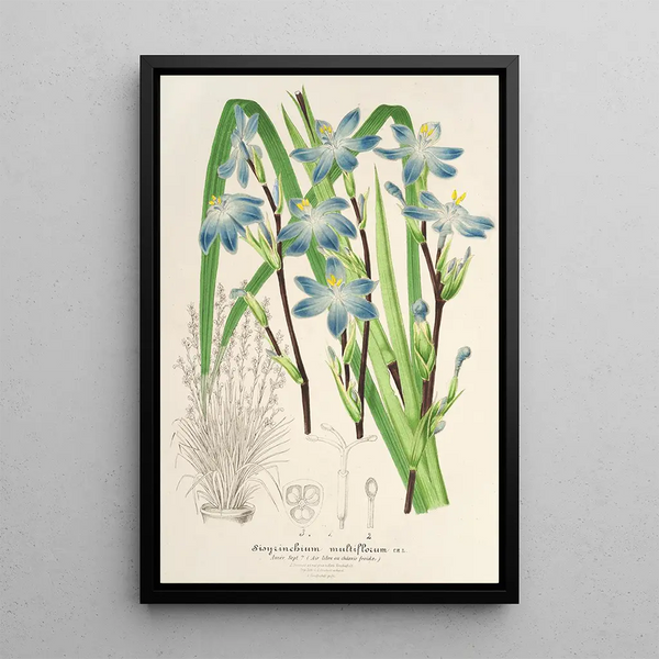Reproduction of the painting Sisyrinchium multiflorum - Charles Antoine Lemaire