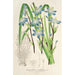 Reproduction of the painting Sisyrinchium multiflorum - Charles Antoine Lemaire