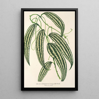 Smilax longifolia fol. variegata - Charles Antoine Lemaire — framed artwork on a wall