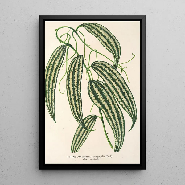 Smilax longifolia fol. variegata - Charles Antoine Lemaire — framed artwork on a wall