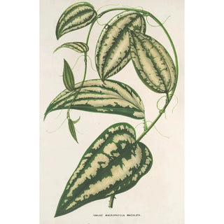 Smilax ornata - Charles Antoine Lemaire — artwork view