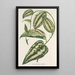 Smilax ornata - Charles Antoine Lemaire — framed artwork on a wall