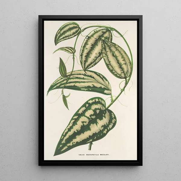 Smilax ornata - Charles Antoine Lemaire — framed artwork on a wall