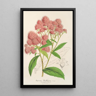 Reproduction of the painting Spiraea Nobleana - Charles Antoine Lemaire