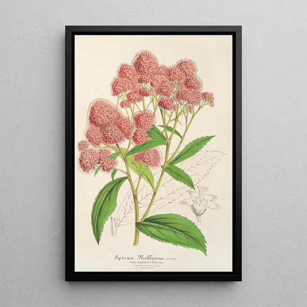 Reproduction of the painting Spiraea Nobleana - Charles Antoine Lemaire