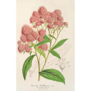 Reproduction of the painting Spiraea Nobleana - Charles Antoine Lemaire