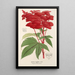 Reproduction of the painting Spiraea palmata - Charles Antoine Lemaire