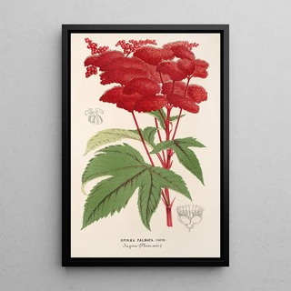 Reproduction of the painting Spiraea palmata - Charles Antoine Lemaire