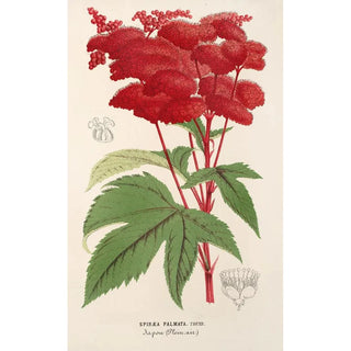 Reproduction of the painting Spiraea palmata - Charles Antoine Lemaire