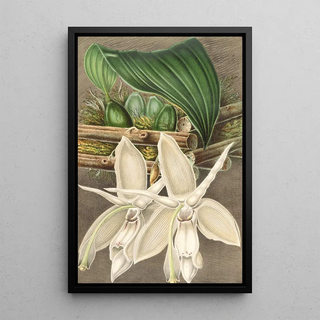Reproduction of the painting Stanhopea eburnea var. spectabilis - Charles Antoine Lemaire