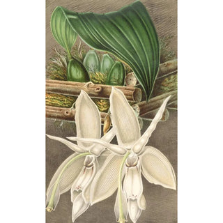 Reproduction of the painting Stanhopea eburnea var. spectabilis - Charles Antoine Lemaire