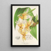 Stanhopea radiosa - Charles Antoine Lemaire — framed artwork on a wall