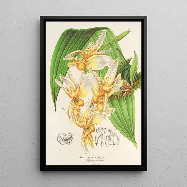 Stanhopea radiosa - Charles Antoine Lemaire — framed artwork on a wall