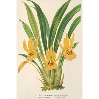 Stenia fimbriata - Charles Antoine Lemaire — artwork view