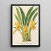 Stenia fimbriata - Charles Antoine Lemaire — framed artwork on a wall