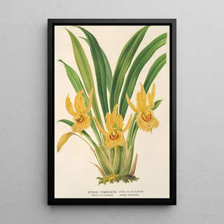 Stenia fimbriata - Charles Antoine Lemaire — framed artwork on a wall
